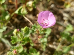 Eremalche parryi kernensis