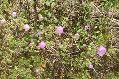 Eremalche parryi kernensis