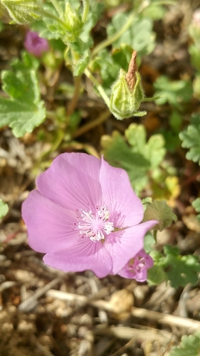 Image of Eremalche parryi by (c) Casey H. Richart, some rights reserved (CC BY)