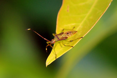 Amblypelta nitida