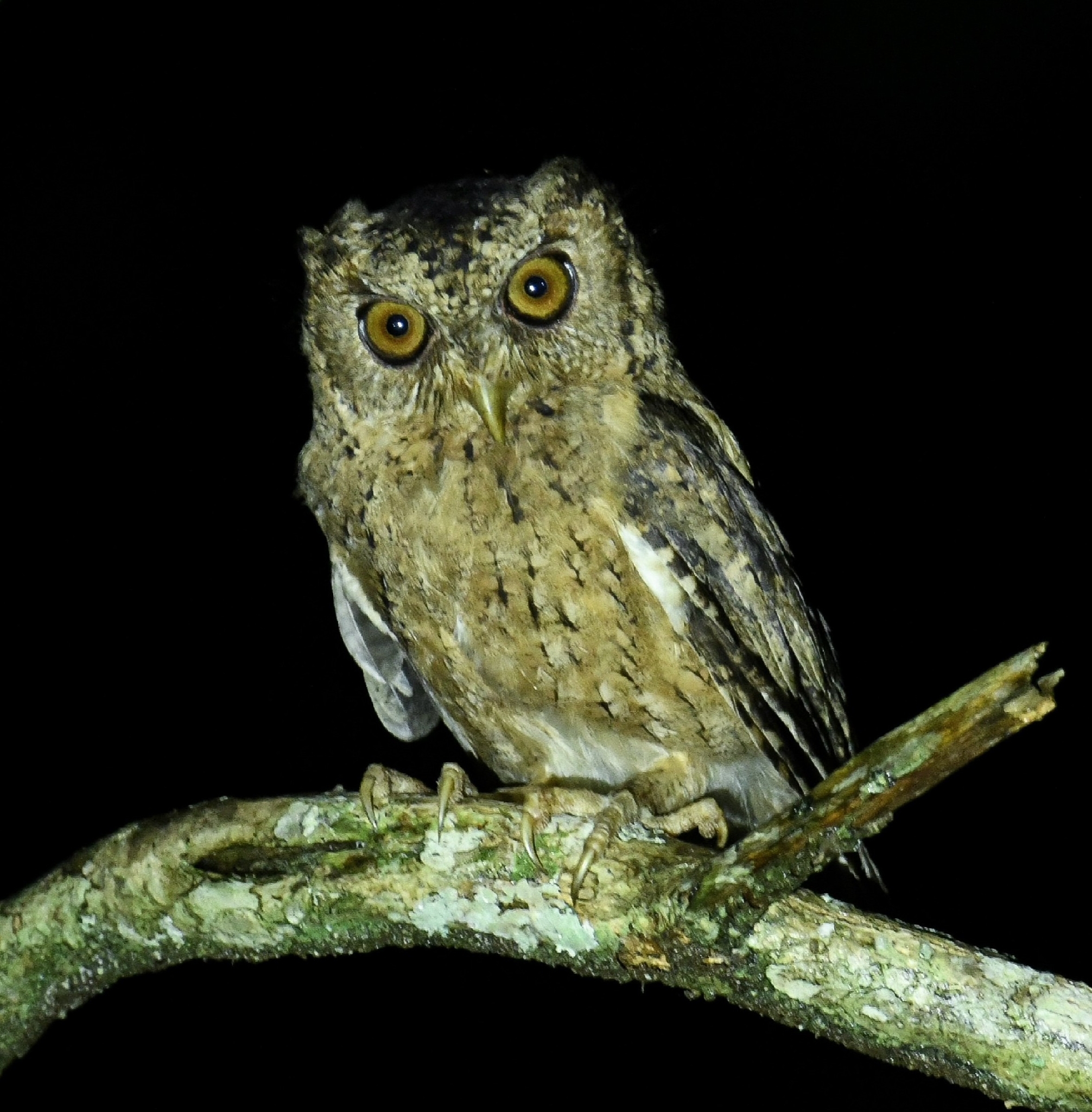 Sunda Scops Owl (Otus lempiji), photo 1