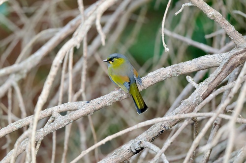 Taiwan Liocichla (Liocichla steerii), photo 3