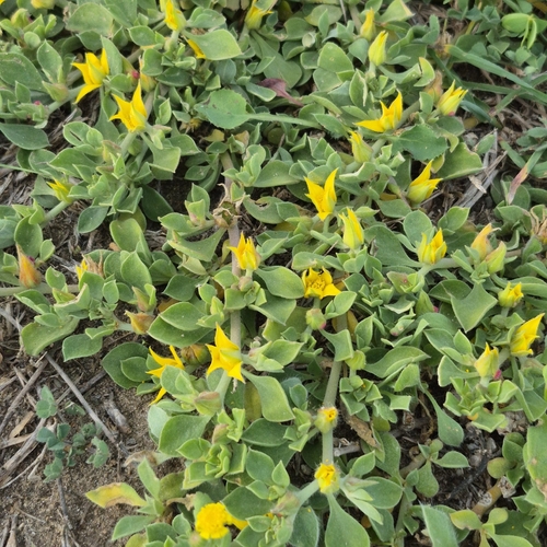 Aizoon rigidum, photograph 4