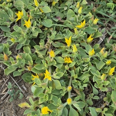 Aizoon rigidum, photograph (c) Henry de Lange, some rights reserved (CC BY)