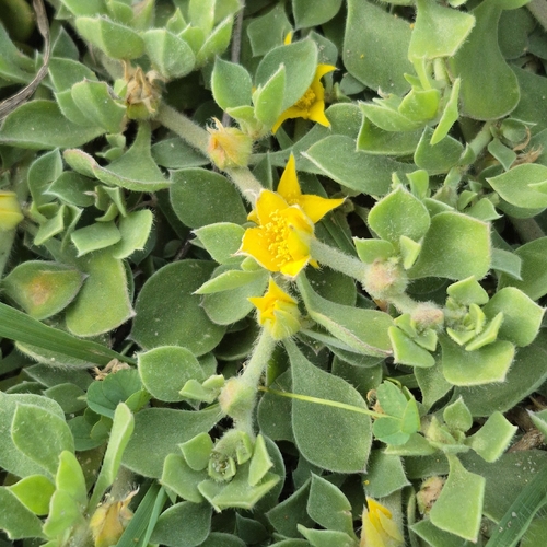 Aizoon rigidum, photograph 5