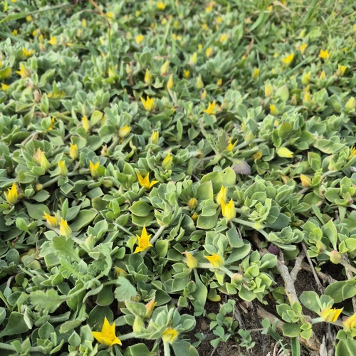 Aizoon rigidum, photograph 6