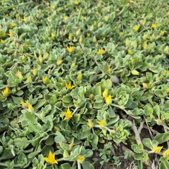 Aizoon rigidum, photograph (c) Henry de Lange, some rights reserved (CC BY)