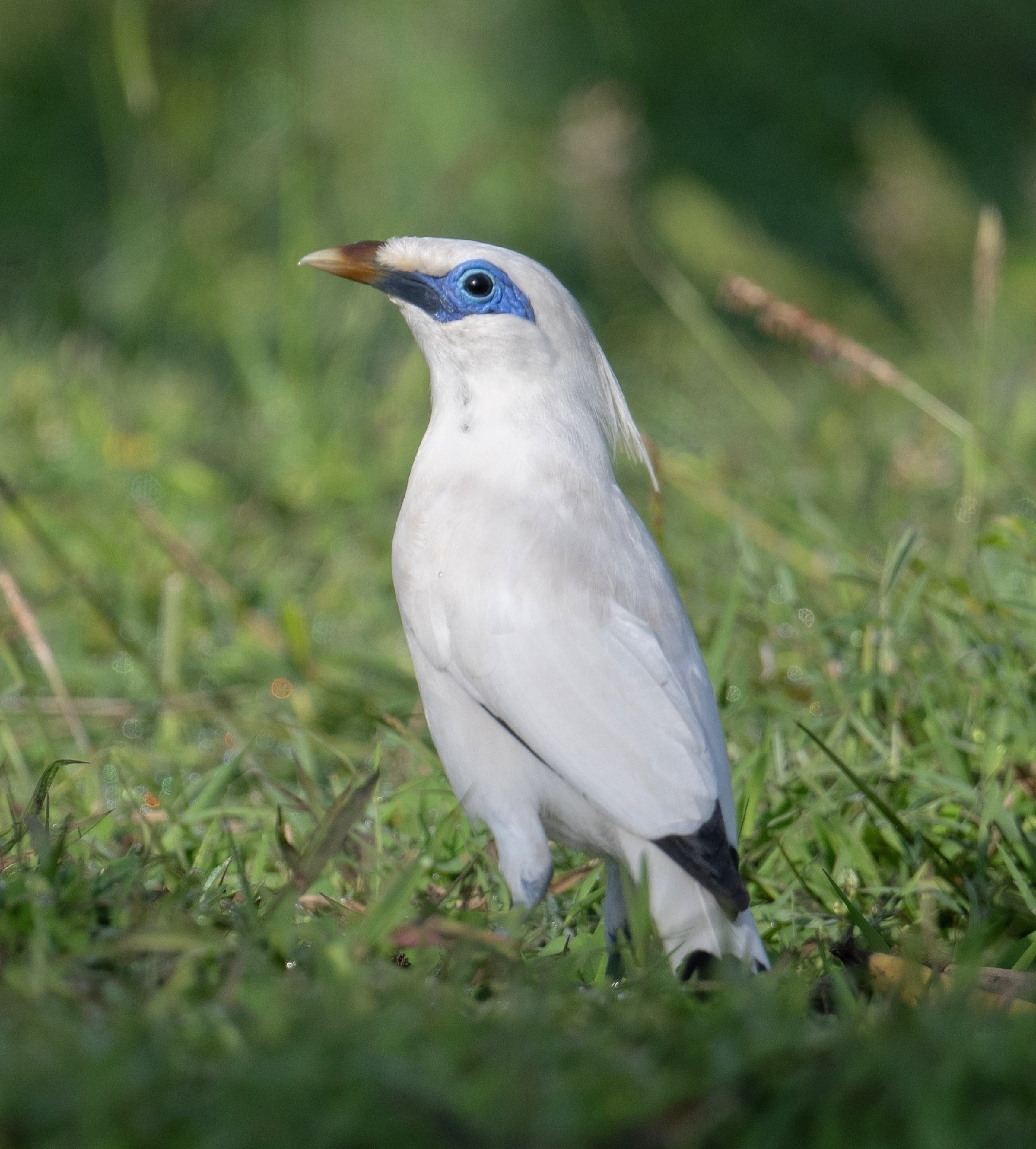 Bali Starling (Leucopsar rothschildi), photo 1
