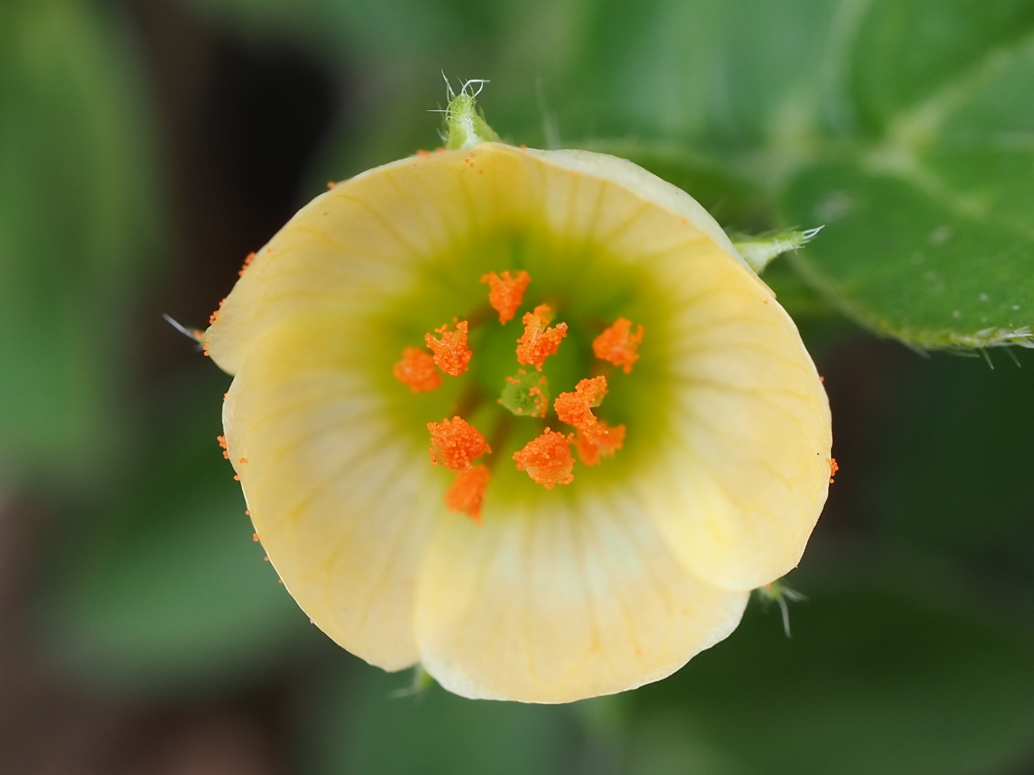 Kallstroemia maxima