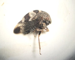 Cyrtolobus tuberosus