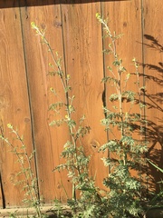 Descurainia richardsonii