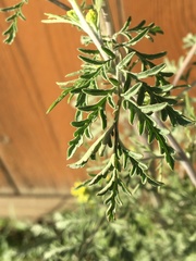 Descurainia richardsonii