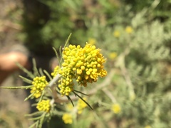 Descurainia richardsonii