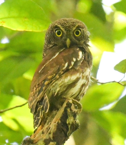 Javan Owlet (Glaucidium castanopterum)