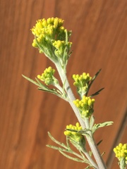 Descurainia richardsonii