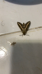Hyles euphorbiarum