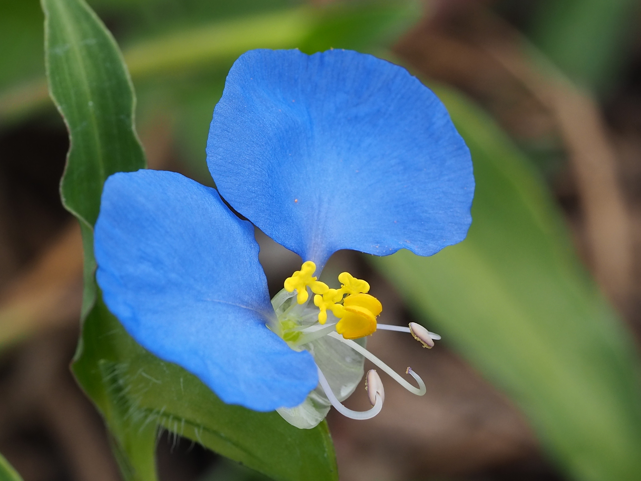 Whitemouth Dayflower (Commelina erecta)