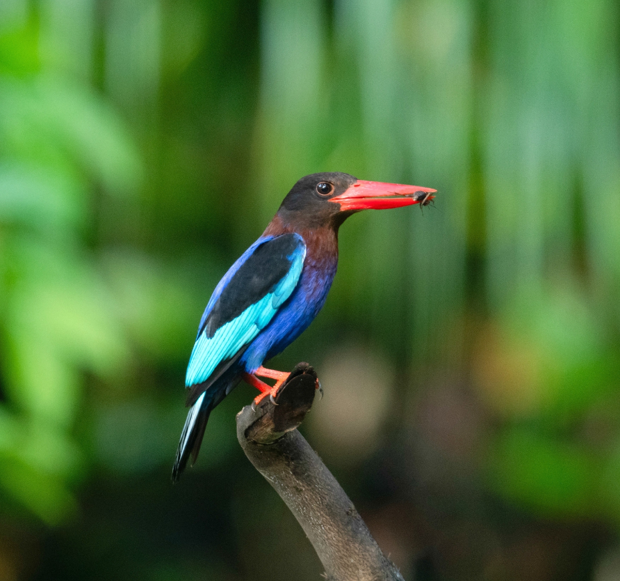 Javan Kingfisher (Halcyon cyanoventris), photo 9