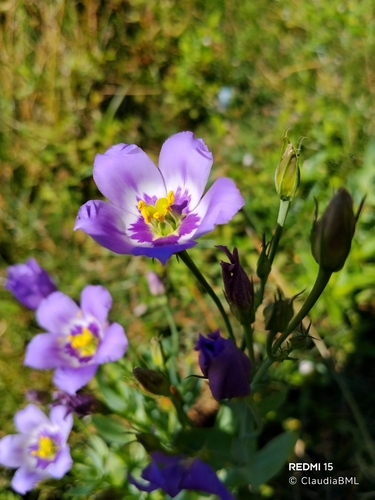 catchfly prairie gentian