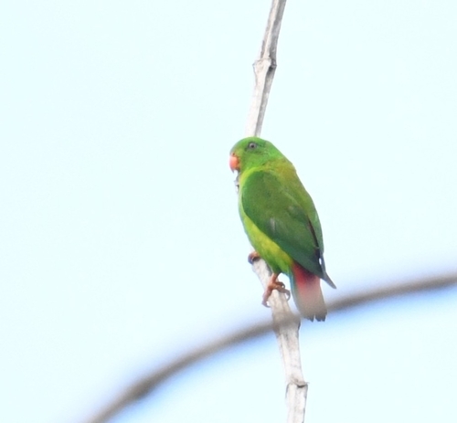 Yellow-throated Hanging Parrot (Loriculus pusillus)