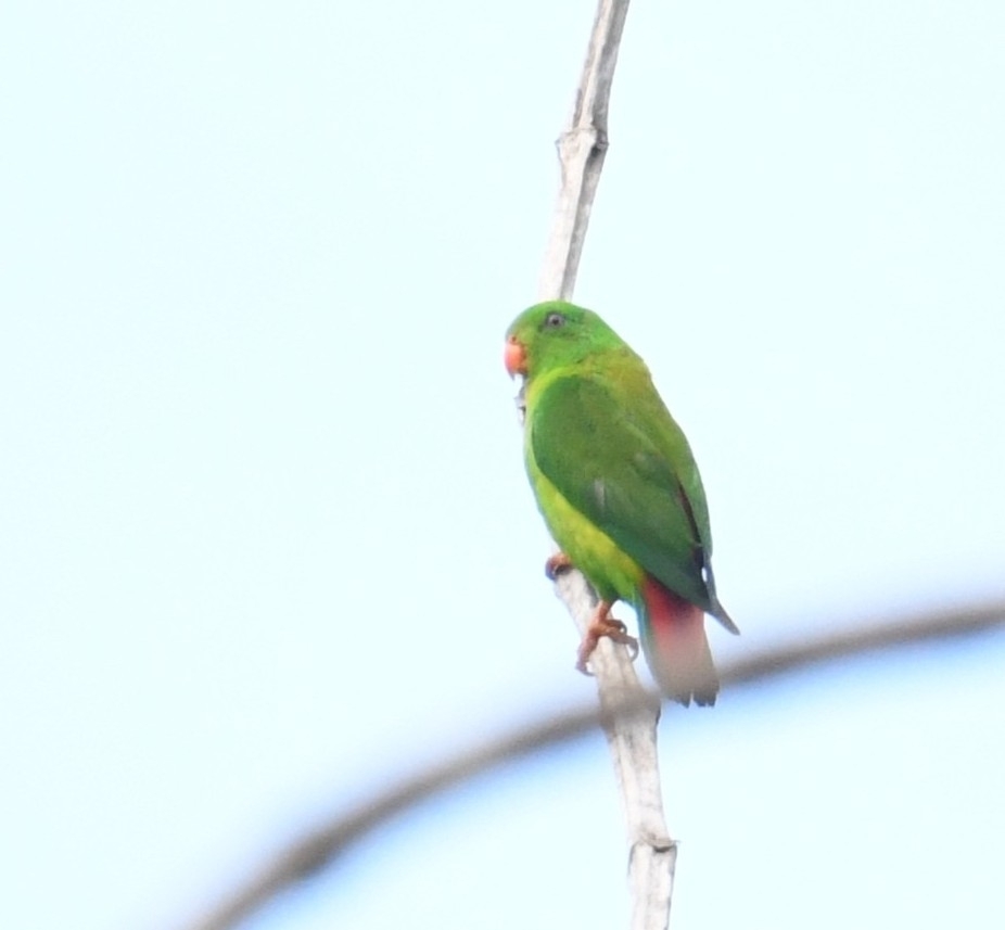 Yellow-throated Hanging Parrot (Loriculus pusillus), photo 1