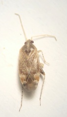 Hamatophylus guttulosus