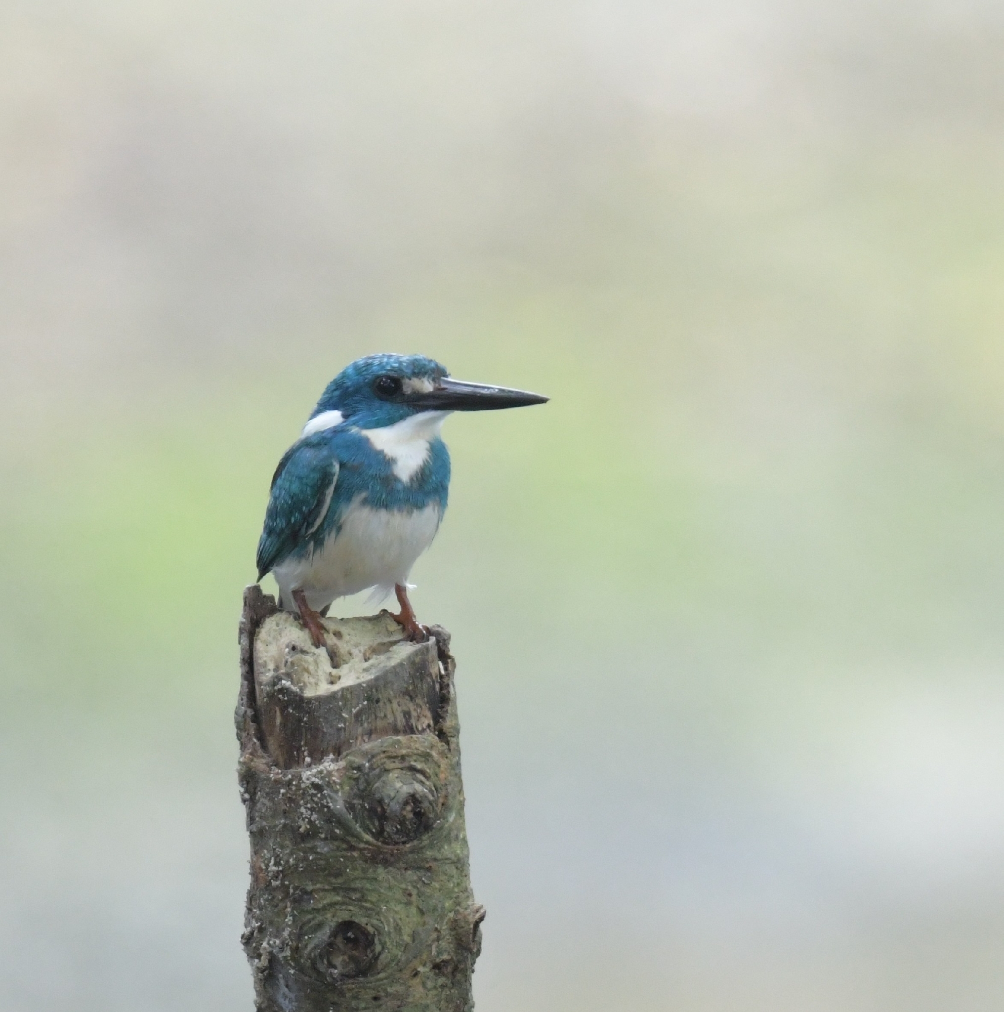 Cerulean Kingfisher (Alcedo coerulescens), photo 8