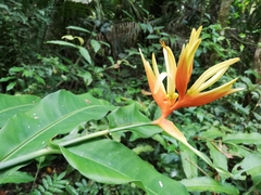 Heliconia aurantiaca