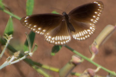 Euploea core