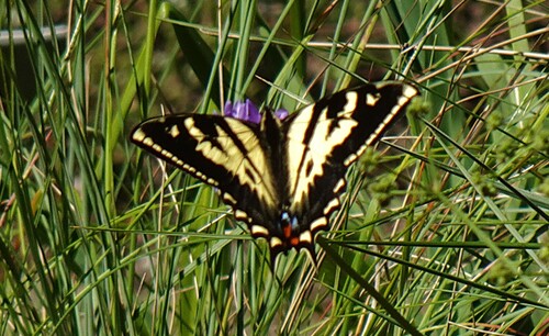 Western Tiger Swallowtail, Contra Costa County, CA, USA, photo 7 of 10
