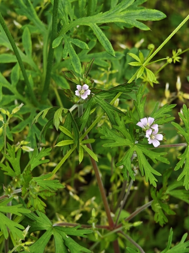 Carolina crane's-bill (Geranium carolinianum)