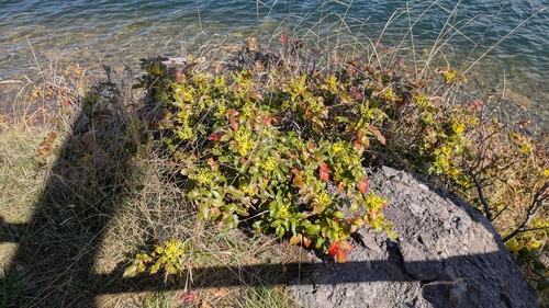 Oregon grape (Berberis aquifolium)