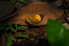 Cupha erymanthis