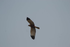 Circus aeruginosus