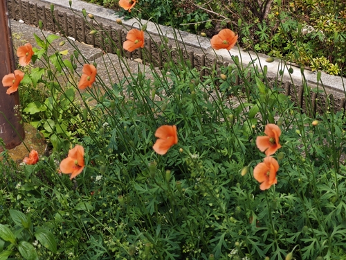 Blindeyes (Papaver dubium)