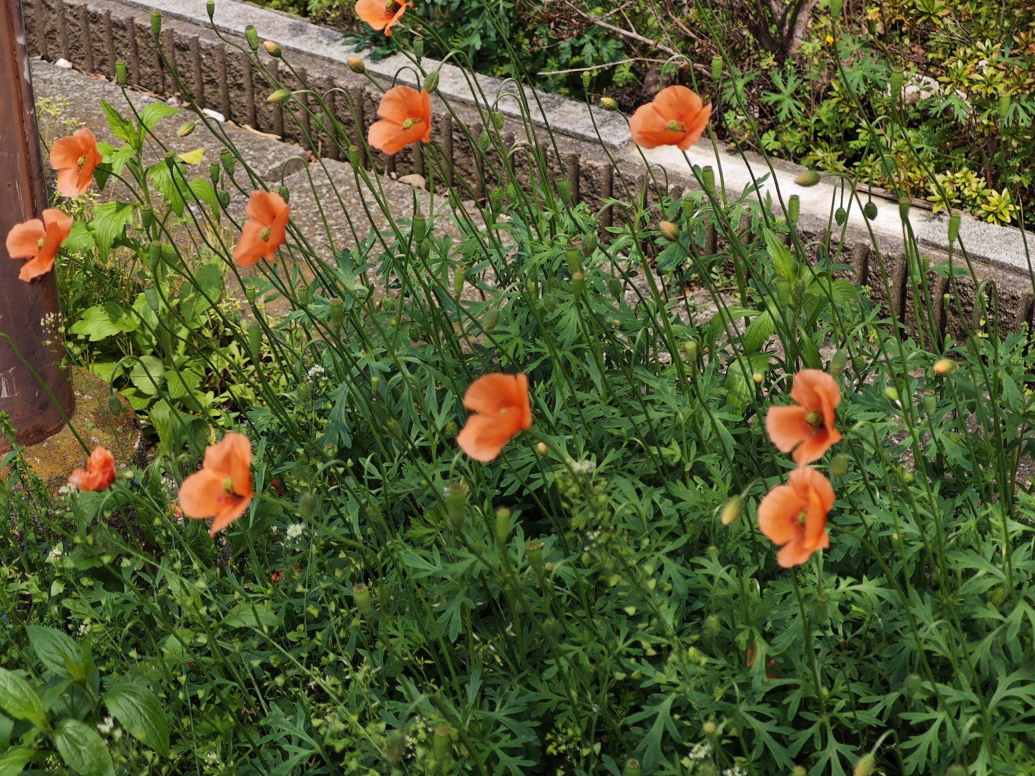 Blindeyes (Papaver dubium)