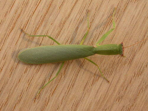 Australian Garden Mantis photo 3