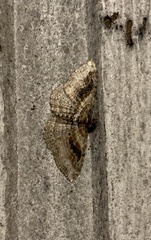 Costaconvexa