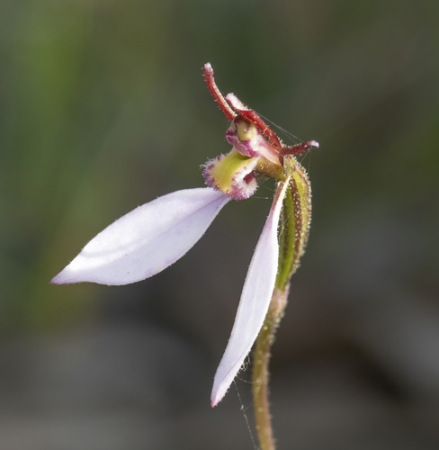 Parson's Bands (Eriochilus cucullatus)