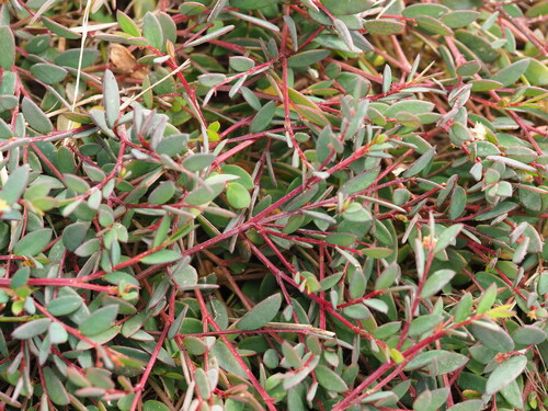 Synostemon bacciformis, 2026-02-02