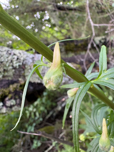 Delphinium californicum