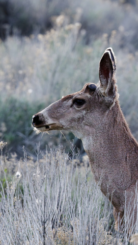 Mule Deer photographed in Utah