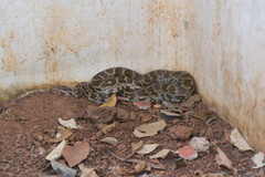 Python molurus
