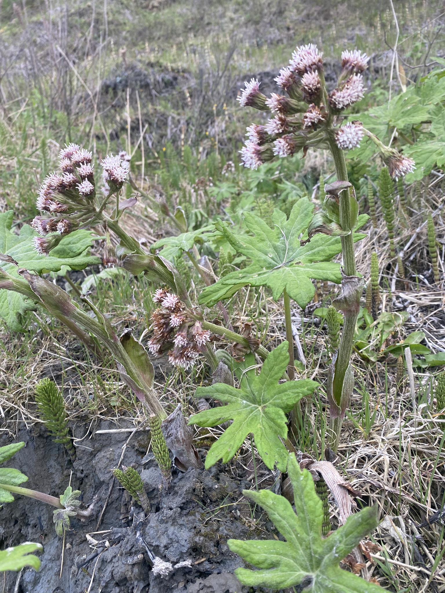 Arctic Butterbur (Petasites frigidus)