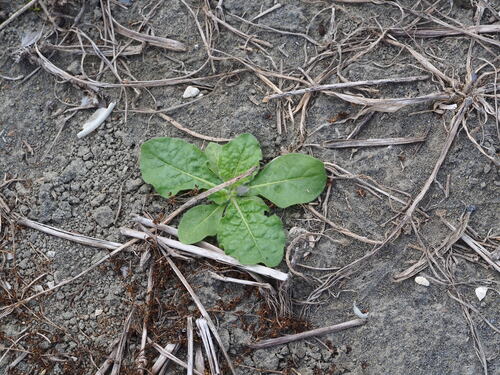Tex-Mex Tobacco (Nicotiana plumbaginifolia)