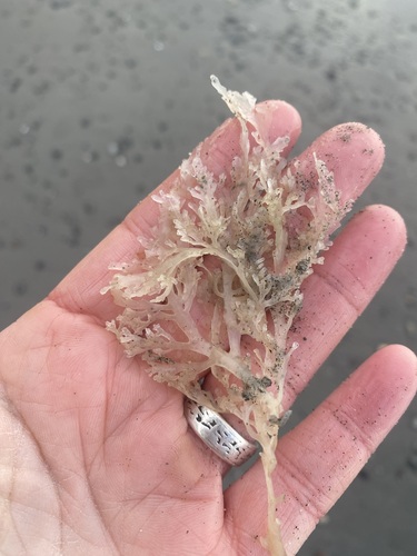 sea laurel (Osmundea spectabilis)