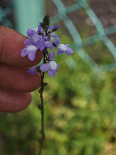 Canada toadflax (Linaria canadensis)