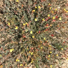 Acmispon neomexicanus