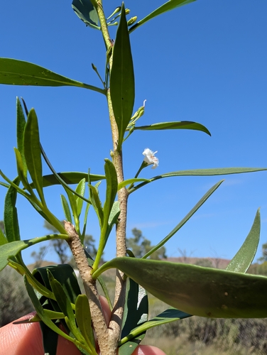 waterbush (Myoporum montanum)