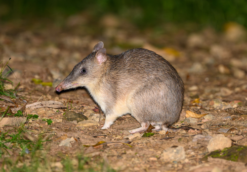 Long-nosed Bandicoot, photo 6 of 10